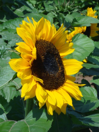 Foto: Blumenfeld an Stotternheimer Straße © Stadtverwaltung Erfurt Sonnenblumenblüte