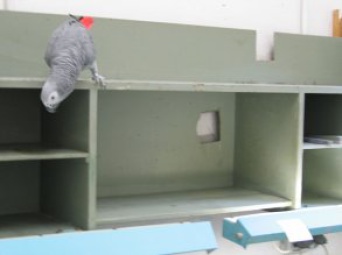ein Papagei klettert an einem Regal