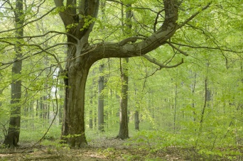 Blick in einen sonnigen hellen Urwald, im Vordergund ein alter Baum mit einem breiten Auslegerast nach rechts.