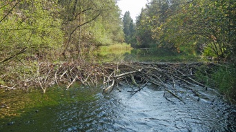 Im Fluss aufgerichtete Äste stauen das Wasser. Rechts und links Uferbewuchs.