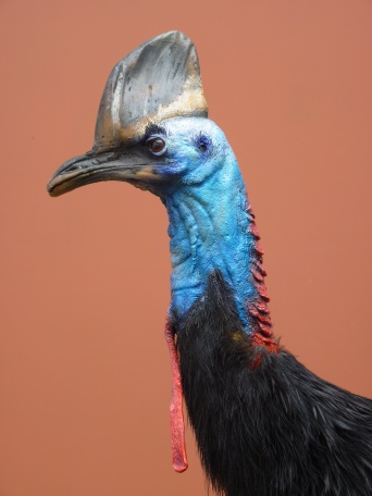 Ein großer, flugunfähiger Laufvogel mit blauem Hals und schwarzen Federn. Detailaufnahme.
