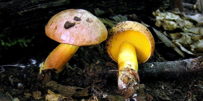 Zwei Pilze auf dem Waldboden, einer liegend, mit gelbem Röhrenfutter.