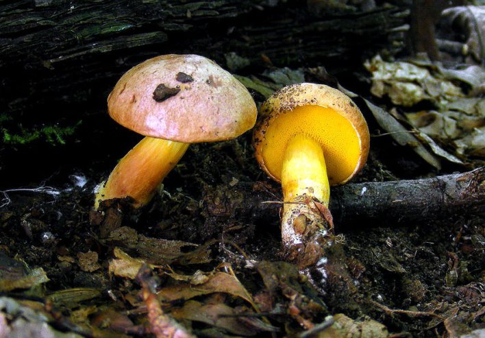 Zwei Pilze auf dem Waldboden, einer liegend, mit gelbem Röhrenfutter.