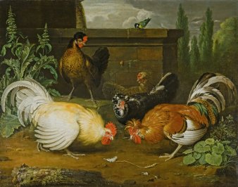 Zwei prächtige Hähne, die sich gegenüberstehen, drei Hennen im Hintergrund