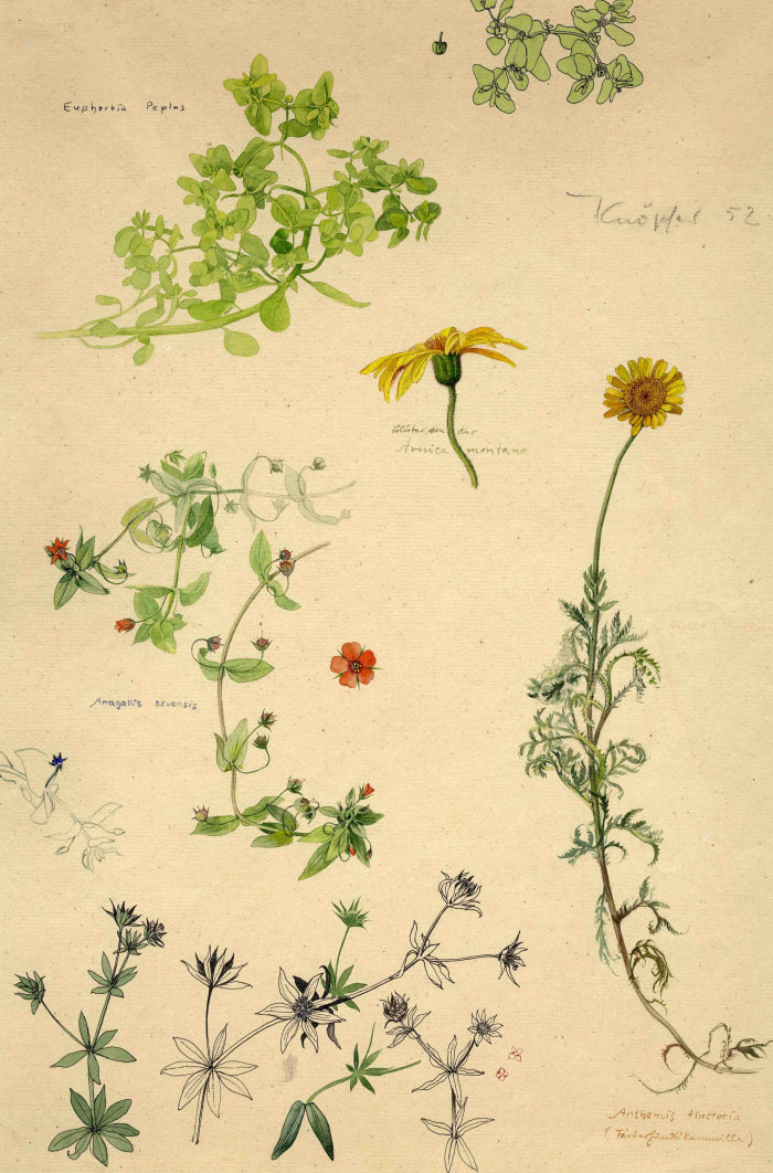 Otto Knöpfer: Kräuter (Anagallis arvensis, Euphorbia peplus, Anthemis tinctoria, Arnica montana), Studie, 1952, Inv.-Nr. 496a Verschiedene Kräuterdarstellungen auf einem Blatt