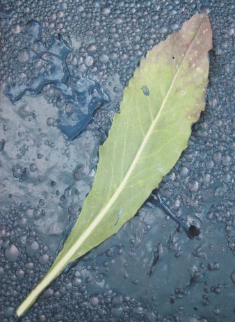 Foto: Waidblatt auf Färbewasser © Rosanna Minelli, Apis Colori, Erfurt einzelnes längliches Blatt auf dunklem Untergrund