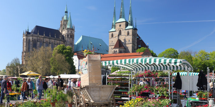 Foto: Start in den blühenden Sommer: 27. Erfurter Blumen- und Gartenmarkt vom 12. bis 14. Mai 2017 © Matthias F. Schmidt Blütenmehr auf dem Domplatz.