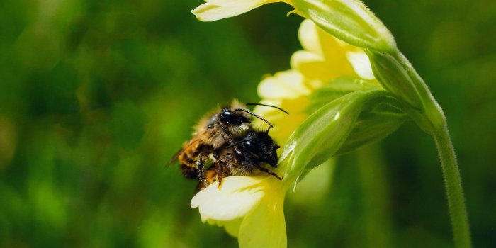 Foto zweier Bienen auf einer gelben Narzisse