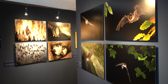 Fototafeln von Fledermäusen, die an der Wand hängen