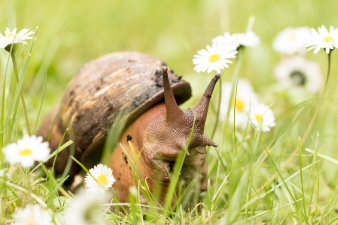 Foto: Naturphänomene: Schnecke im Gras © Stadtverwaltung Erfurt / Grit Kästner die Große Achatschnecke, auch Ostafrikanische Riesenschnecke genannt, auf einer Gänseblümchenwiese