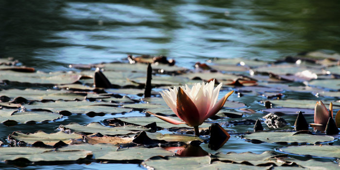 Foto: Natur © Stadtverwaltung Erfurt / Grit Kästner eine rosa Seerose (Nymphaea) in einem Teich