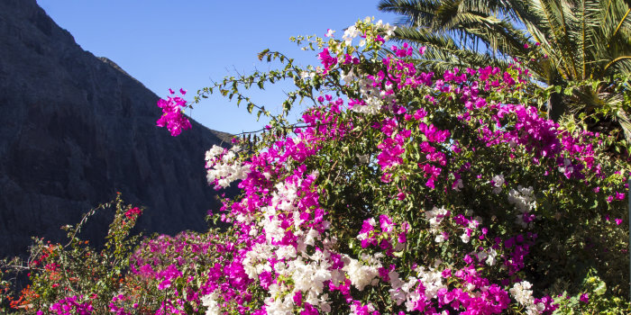 Foto: Insel La Palma – die wilde Schöne © Stadtverwaltung Erfurt/Grit Kästner Blüten im Vordergrund, Palmen im Hintergrund