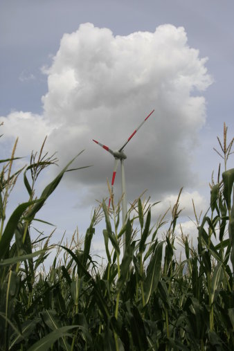 einzelne Windkraftanlage bei Frienstedt, im Vorgergrund hochgewachsener Mais auf einem Acker