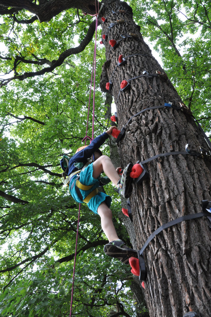 Tag der offenen Tür - Baumklettern Mit fachmännischer Sicherung erklimmt ein junger Besucher den Kletterparkur entlang eines Baumstammes.