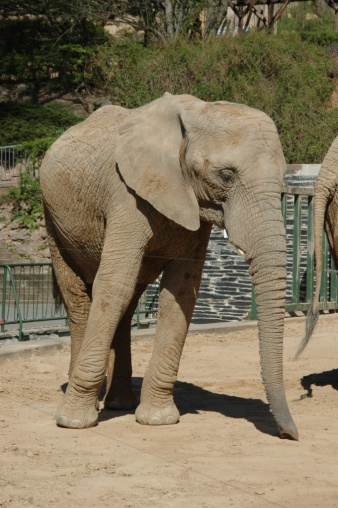 Elefantendame Csami