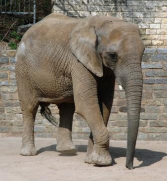 Elefantendame Seronga