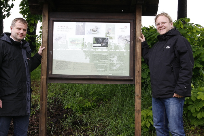 Foto: Informationstafel zum Artenschutz in Molsdorf © Stadtverwaltung Erfurt In der Mitte steht eine Tafel, welche über die Artenvielfalt in der alten Baumallee am Palmberg in Molsdorf informiert. Links steht Jörg Lummitsch, Amtsleiter Umwelt- und Naturschutzamt, rechts sein Mitarbeiter Jens Düring.