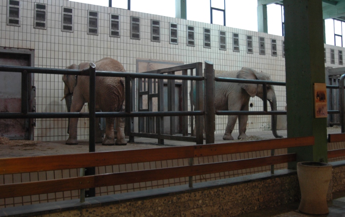 Zwei neue Elefantendamen im Erfurt Zoo