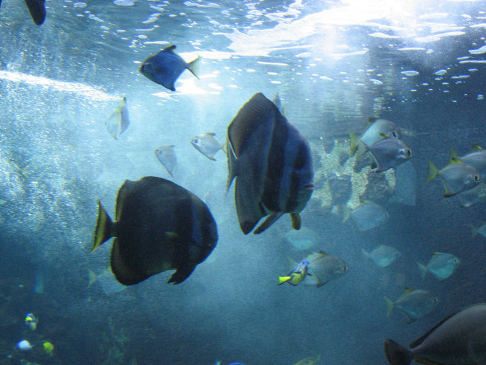Fische im Aquarium