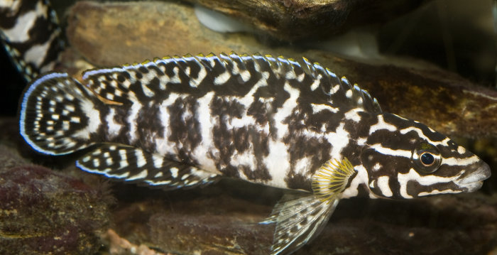 Schöner Aquarien-Fisch im Schachbrett-Muster