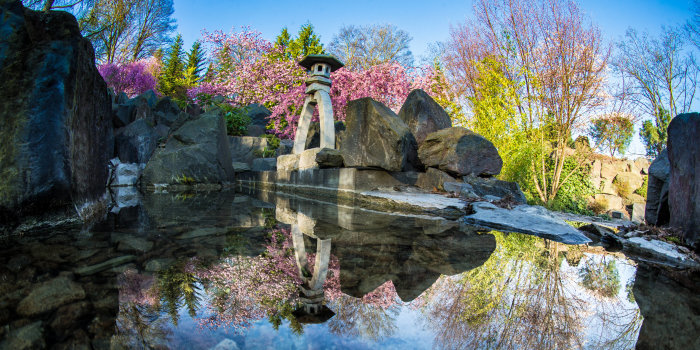 In einem Teich spiegeln sich eine japanische Steinskulptur, blühende Kirschbäume und Felsen und der blaue Himmel. 