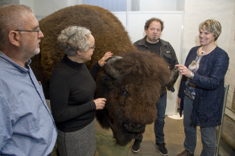 Vier Personen (Matthias Hartmann, Kathrin Hoyer, Dr. Dr. Sabine Merz, Ralf Nowak) bewundern den präparierten Bison