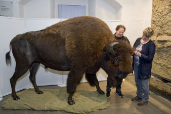 Erfurts Zoodirektorin Dr. Dr. Sabine Merz und Tierpräparator Ralf Nowak bestaunen den Bison. 