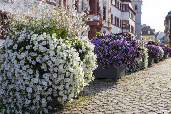 Farbenfrohe Bepflanzung, unter anderem mit weißen und violetten Petunien