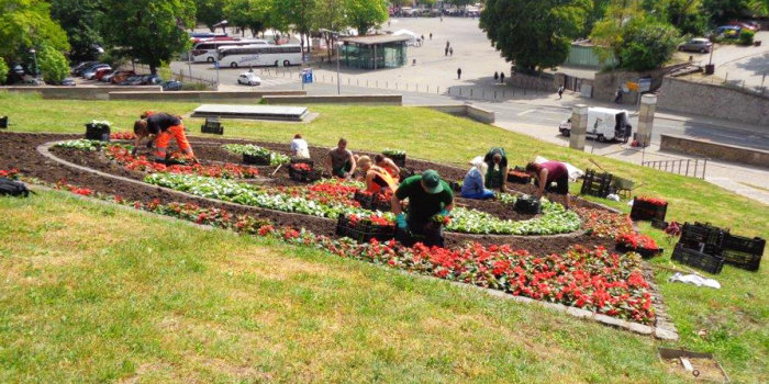 Einige Mitarbeiter des Garten- und Friedhofsamtes sin dabei eine Fläche in der Form des Erfurter Wappens mit verschiedenfarbigen Blumen zu bepflanzen.