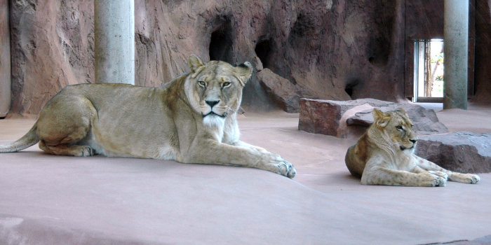 Berberlöwin Ribat (vorn) und Kalahari-Löwin Bastet liegen im Schauraum des Löwengeheges in Erfurt.