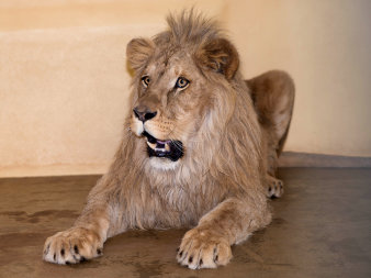 Ein Löwe liegt im Schauraum des Zoos
