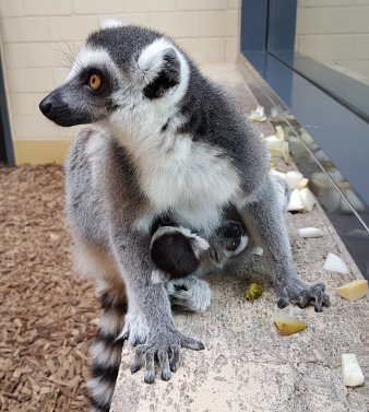 Ein Lemurenaffe mit zwei Babys