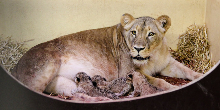 eine Löwenmutter mit drei Jungen