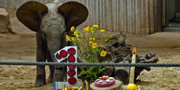 Ein kleiner Elefant mit einer Torte zum 1. Geburtstag