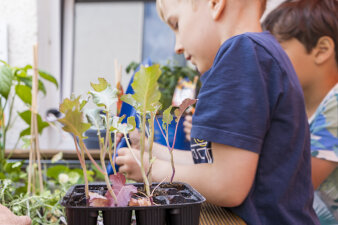 Junge Gemüsepflanzen stehen bereit. Im Hintergund sind Kinder.