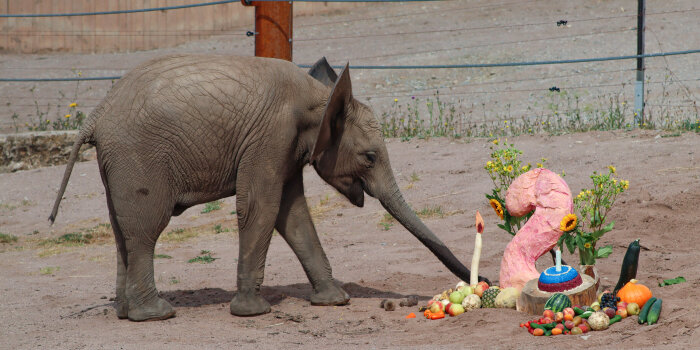 ein kleiner Elefant reckt den Rüssel nach verschiedenem Obst und Gemüse, das auf dem Boden liegt