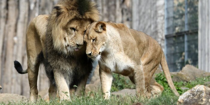 Zwei Löwen, ein Männchen und ein Weibchen, schmusen in ihrem Gehege. 