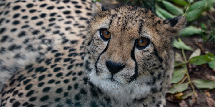 Ein weiblicher Gepard.