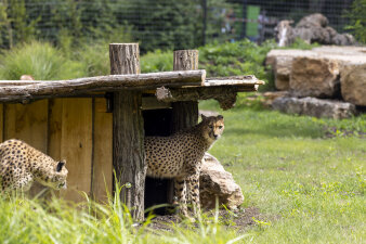 Eine Wildkatze steht vor einer Holzhütte und schaut in die Kamera. 