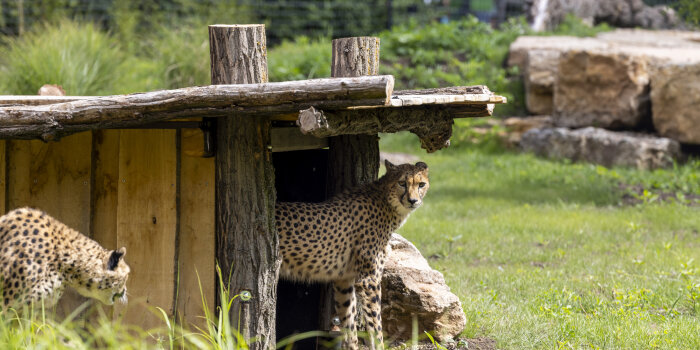Eine Wildkatze steht vor einer Holzhütte und schaut in die Kamera. 