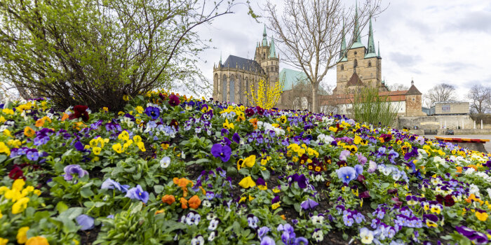 ein bunt bepflanztes Blumenbeet, im Hintergrund der Erfurter Dom