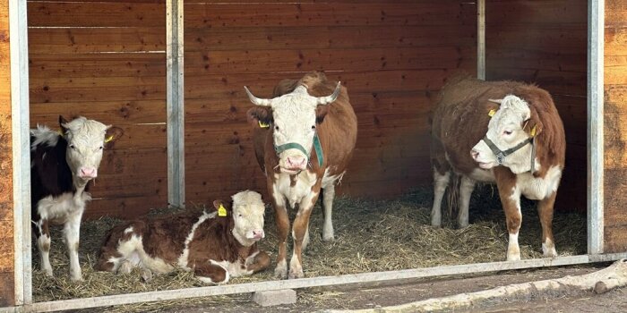 Vier braun-weiß gemusterte Rinder stehen beziehungsweise liegen in einem Stall.
