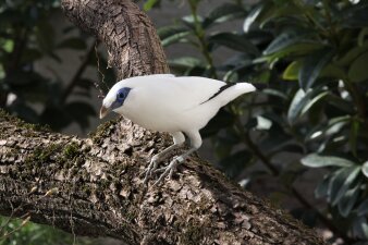 Ein kleiner Vogel mit weiß-schwarzem Gefieder und blauen Augen sitzt auf einem Ast. 