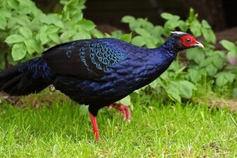 Ein Vogel mit blauem Gefieder, roten Beinen und roter Haut um die Augen rennt über Gras. 