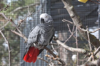 Ein Vogel mit überwiegend grauem Gefieder und roten Schwanzfedern sitzt auf einem Ast in einer Voliere.