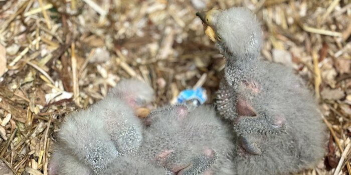 Drei kleine, neugeborene Vögel mit grauem Gefieder liegen nebeneinander in einem Nest.