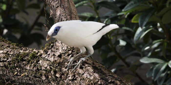 Ein kleiner Vogel mit weiß-schwarzem Gefieder und blauen Augen sitzt auf einem Ast. 