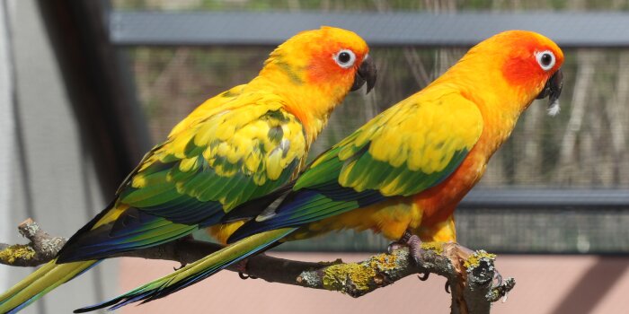 Zwei kleine Vögel mit gelben Gefieder und grün-blauen Schwanzfedern sitzen nebeneinander auf einem Ast. 