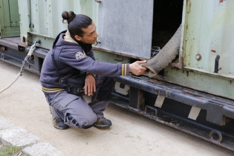 Ein Mann kuzt vor einer kleinen Luke in einem Container, aus der Luke schaut der Rüssel eines Elefanten.  