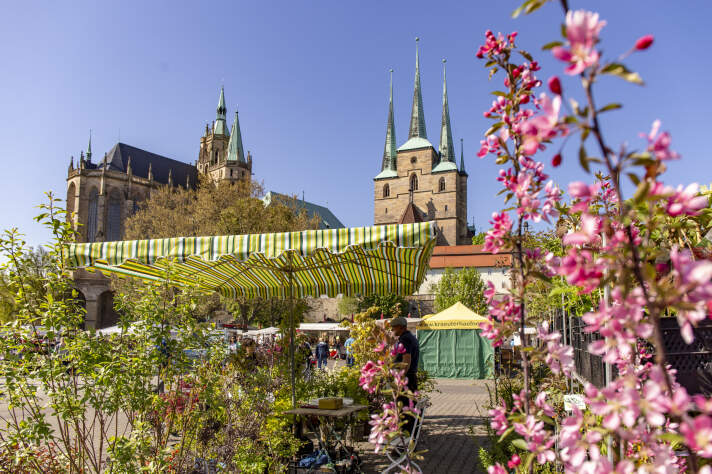 ein Marktstand mit Pflanzen, im Hintergrund der Erfurter Dom